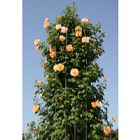 Garden King Opora pre popínavé rastliny 188 x 40 cm