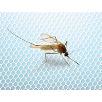 HomeLife Okenná sieť proti hmyzu 130x150cm, biela