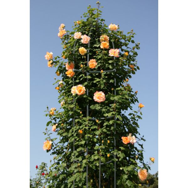 Garden King Opora pre popínavé rastliny 188 x 40 cm